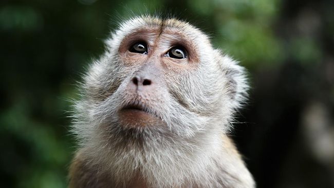 Seorang dokter hewan di China meninggal dunia usai terinfeksi virus monkey B. Apa sebenarnya virus monkey b? 
