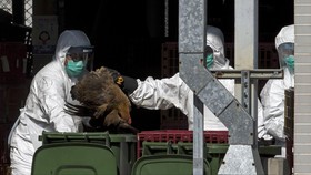 Hong Kong Catat Kasus Korban Meninggal Flu Burung Pertama