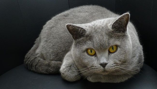 Bukan hanya kucing, makanan daging mentah juga berpotensi membuat bakteri Toxoplasma gondii berpindah inang.