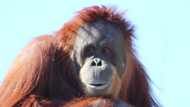 Warga Thailand Ditangkap Usai Selundupkan Bayi Orangutan Kepolisian Thailand menangkap laki-laki berusia 47 tahun atas dugaan perdagangan satwa liar usai diduga hendak menyelundupkan dua bayi orang utan.