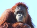 Orangutan Sumatera Melahirkan di Kebun Binatang AS