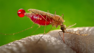 Nyamuk wolbachia diklaim bisa menurunkan penularan DBD. Meski begitu, banyak orang yang masih bertanya-tanya, apa efek digigit nyamuk wolbachia?