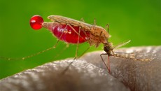 Malaria Mewabah di Nias Selatan, 8 Orang Meninggal Dunia