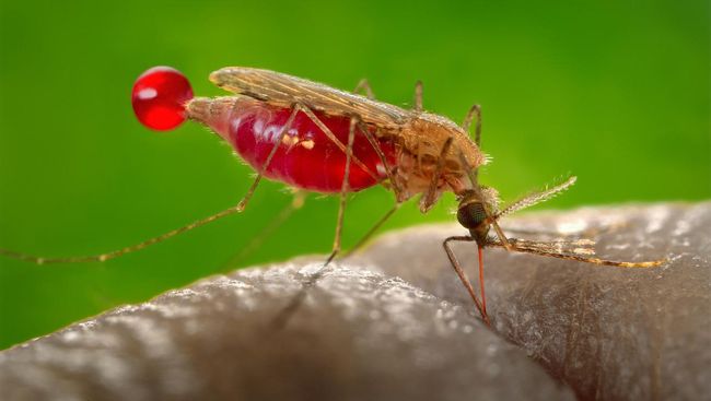 Nyamuk betina tak berhenti untuk iseng menggigit manusia. Kenapa mereka menyedot darah, bukannya minum air atau madu?
