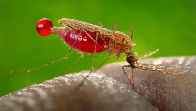 Kasus malaria di Pulau Simuk dan Tello, Kabupaten Nias Selatan, Sumatra Utara ditetapkan sebagai kejadian luar biasa (KLB) lantaran mengalami lonjakan.