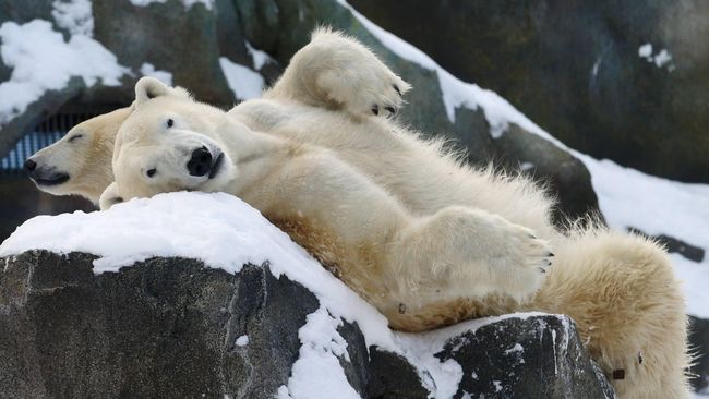 Gambar beruang kutub