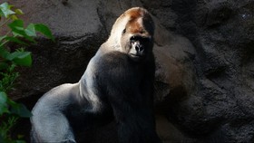 Penyebab Gorila Ragunan Agresif Lempar Kayu ke Pengunjung