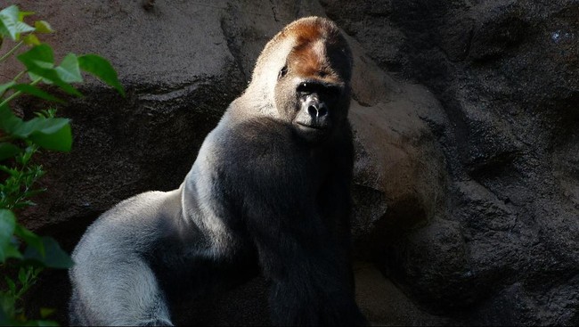 Adanya perubahan perilaku pada gorila yang kerap menonton video membuat pihak kebun binatang memasang tanda larangan di sekitar kandang kera dan gorila.