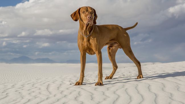 Seekor Anak Anjing Lakukan Perjalanan 3 800 Km