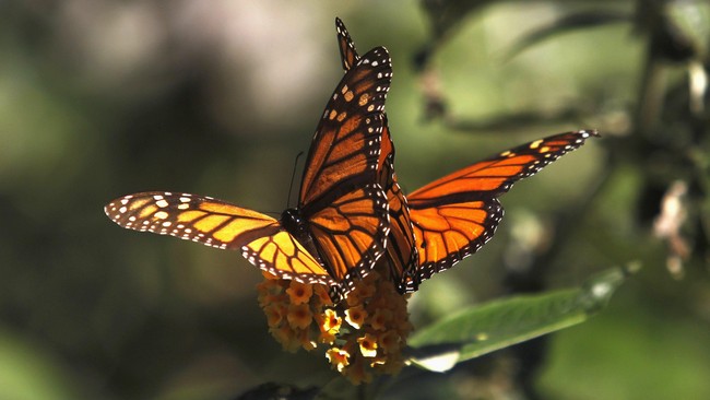 Monarch Butterfly Biosphere Reserve sudah dilindungi oleh hukum, namun aktivitas pertambangan dan pembalakan liar semakin menjadi ancaman serius.