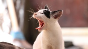 Kadang Bikin Berisik, Mengapa Kucing Mengeong Tanpa Henti?