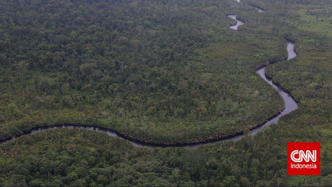 Berikut deret negara yang memiliki hutan hujan terluas dan berfungsi sebagai paru-paru dunia.