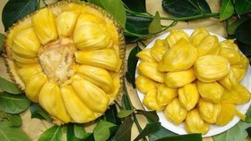 Manfaat Buah Nangka: Pelindung Kulit hingga Pelawan Kanker