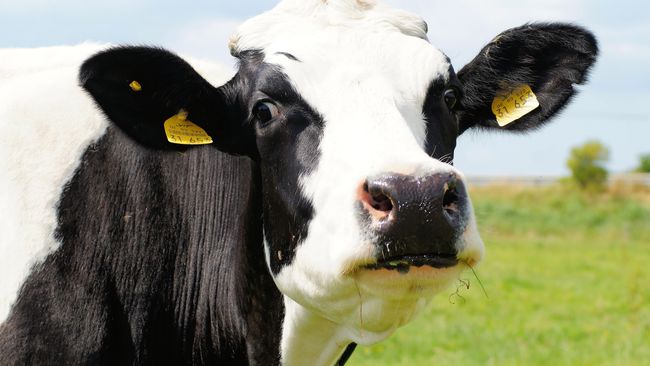 Sambut Natal, Sapi Inggris Berpose Pakai Jumper