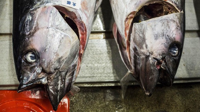 Perusahaan pengolahan ikan tuna dari Bitung, Sulawesi Utara, membantah tudingan adanya praktek penipuan izin pendirian pabrik Unit Pengelolaan Ikan (UPI).
