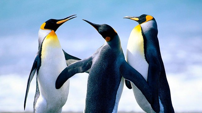 Perubahan iklim mengancam keberadaan Penguin Kaisar. Jika es terus mencair, Penguin yang berada di Antartika tersebut diperkirakan punah pada 2100.