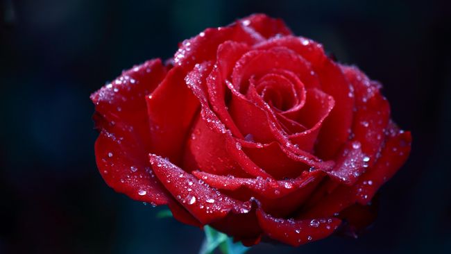 Makna Dan Sejarah Di Balik Bunga Mawar Merah