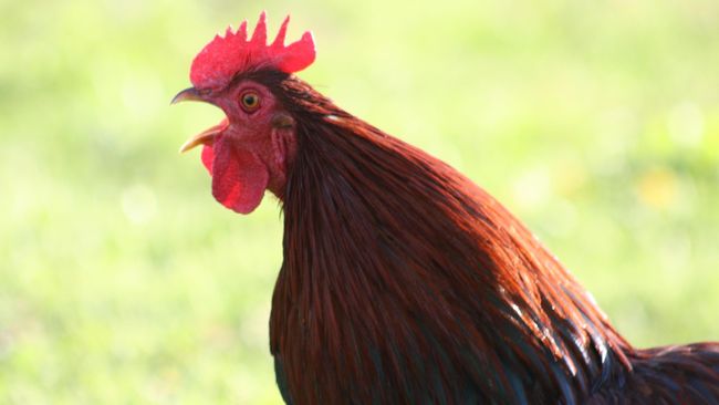 Kemenkumham Bali meminta turis asing yang mengeluh suara ayam berkokok pindah saja dari homestay ke hotel, jika tidak mau terganggu suara berisik.  