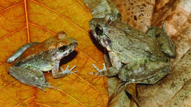 Puluhan katak Puru yang merupakan katak beracun di Australia, tampak menunggangi dan coba mengawini seekor ular piton.