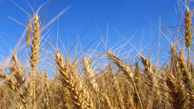 Aptindo memastikan stok gandum dalam negeri aman di tengah langkah Rusia yang memutuskan keluar dari kesepakatan ekspor gandum Ukraina.