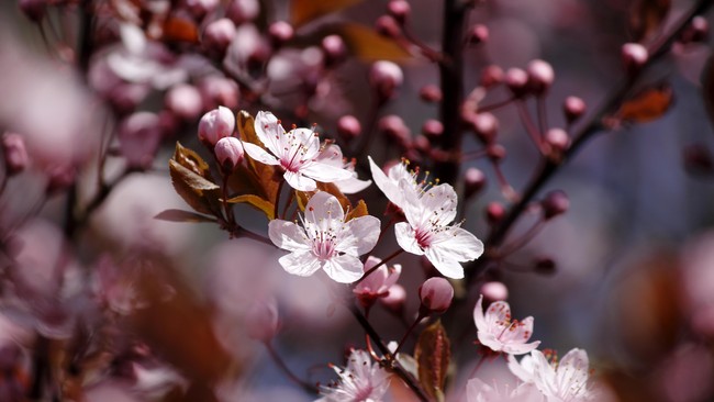 Ada yang menarik pada sakura di Cibodas sejak 2013. Masa mekar bunga ini sudah bergeser. Mengapa?
