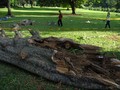 Jelang Libur Akhir Tahun, Kebun Raya Bogor Ditutup