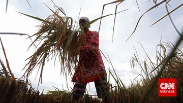 BPS mengumumkan bahwa jumlah produksi padi nasional sepanjang 2014 diperkirakan mengalami penurunan sebesar 0,63 persen menjadi 70,83 juta ton.