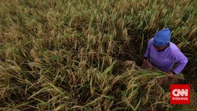 Pemerintah Salurkan Subsidi Pupuk dan Bibit Rp5,5 Triliun