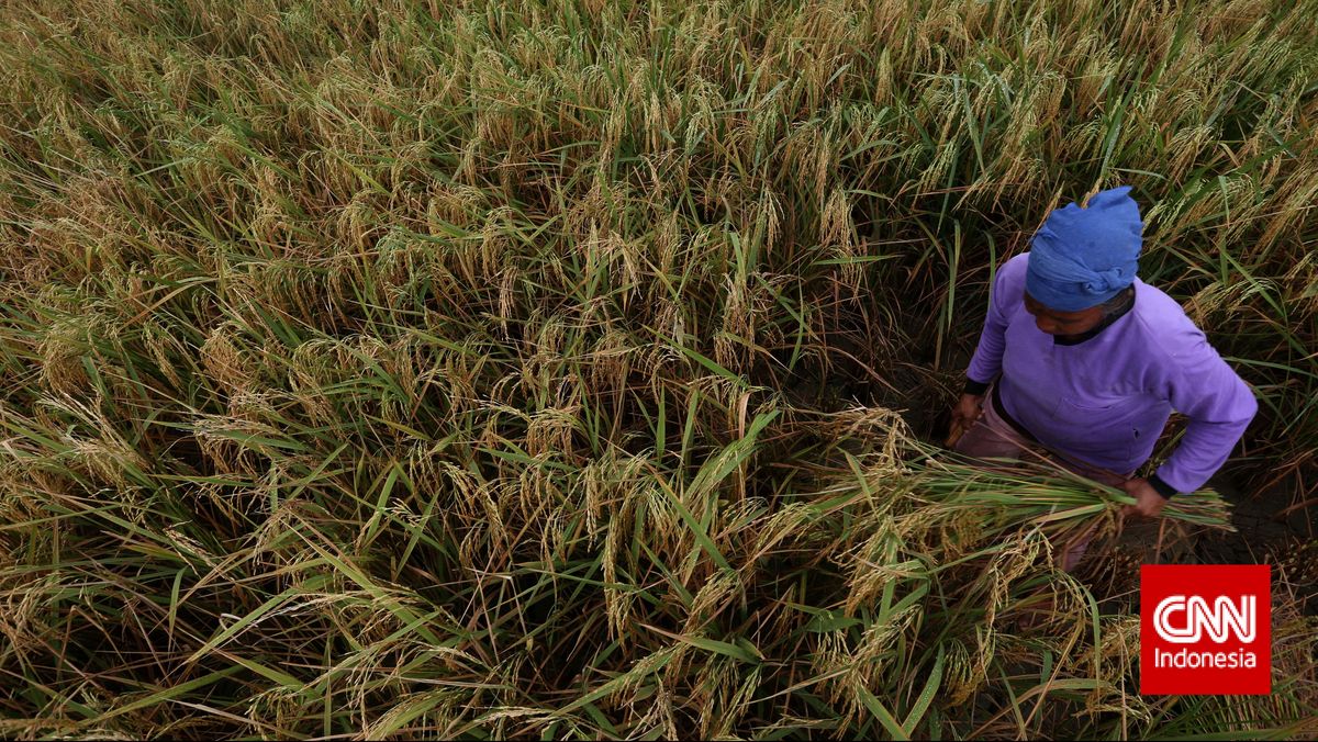 Data Kesuburan Tanah, Cara Pupuk Indonesia Jaga Efisiensi Ekosistem