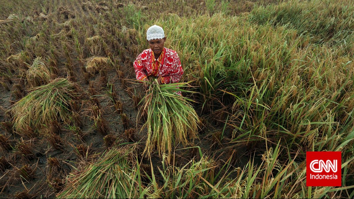 Pabrik PIM Stop Sementara, Pupuk Indonesia Pastikan Stok Tetap Aman