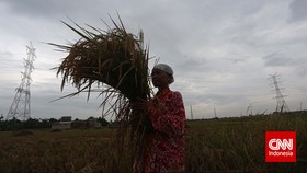 Peran Pupuk Subsidi Dorong Sosial Ekonomi Petani Kecil