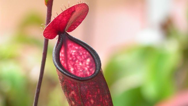 Fungsi kantong pada tanaman nepenthes kantong semar adalah untuk menangkap