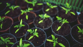 7 Cara Ajak Anak untuk Berkebun