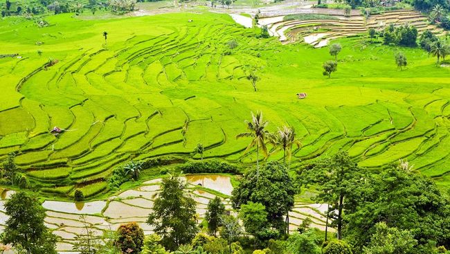 Total, kini Pulau Dewata memiliki kurang lebih 53 desa wisata yang diharapkan bisa meningkatkan kunjungan turis lokal dan mancanegara