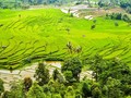 Tahun Ini, Bali Hadirkan 11 Desa Wisata Baru
