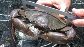 Ahli Larang Lobster dan Kepiting Direbus Hidup-Hidup