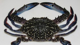 Ahli Temukan Fosil Kepiting Purba Bermata Besar
