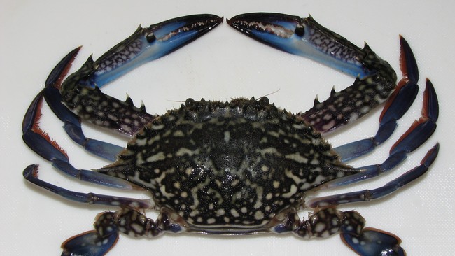 Sebanyak 13.636 kepiting, lobster, dan rajungan hidup berupaya diselundupkan melalui Bandara Soekarno-Hatta sejak larangan ekspor diberlakukan Januari 2015.