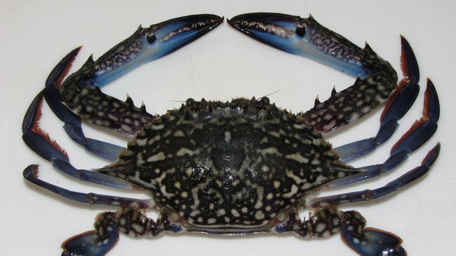 Ahli Temukan Fosil Kepiting Purba Bermata Besar Ahli meyakini kepiting purba tidak memliki mata kecil bertangkai, melainkan besar dan majemuk.