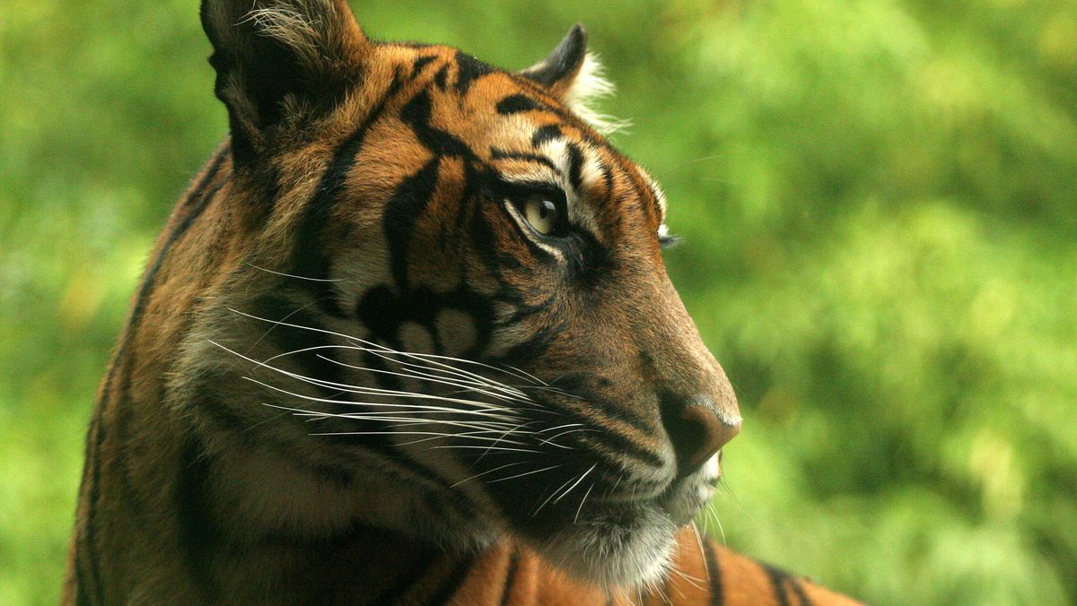 Cerita Butet, Pencari Damar yang Berujung Tarung Lawan 3 Harimau