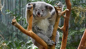 Kelaparan Usai Habitat Dirambah, Lusinan Koala Disuntik Mati