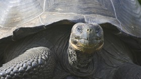 Setelah 150 Tahun, 10 Bayi Penyu Raksasa Galapagos Ditemukan