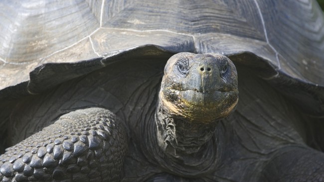 Setelah 150 tahun, penyu raksasa yang hampir punah di kepulauan Galapagos menunjukkan tanda-tanda regenerasi dengan ditemukannya 10 bayi penyu.