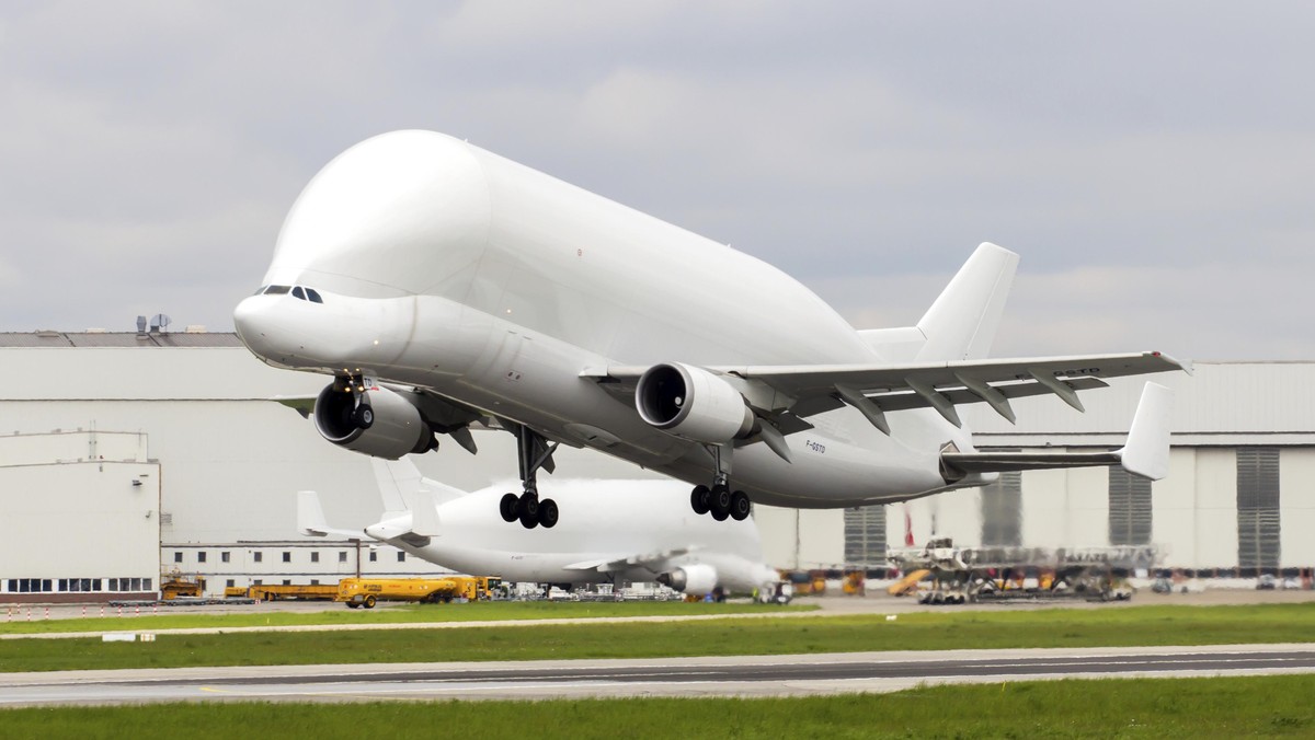 Beluga, Burung Besi yang Mirip Paus