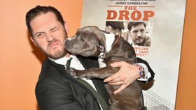 Akting Tom Hardy Banyak Terinspirasi Anjing