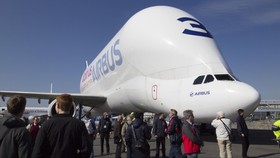 Beluga, Burung Besi yang Mirip Paus