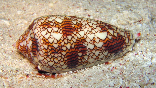 Ada sebagian jenis siput kerucut yang mengandung bisa yang membahayakan manusia. Racunnya ternyata mengandung insulin yang menurunkan gula darah.