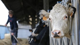 Jelang Lebaran, Kemendag Izinkan Impor 279 Ribu Ekor Sapi