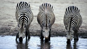 Kebun Binatang Norwegia Penggal Zebra Demi Kenyangkan Singa