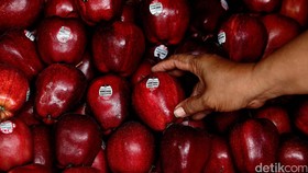 Mengenal Listeria monocytogene, Bakteri Kontaminan Apel Impor